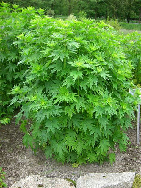 Motherwort Facts and Health Benefits