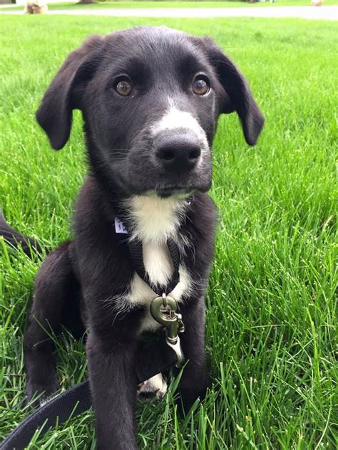 +15 Chocolate Lab Border Collie Mix Puppy References - inspireops