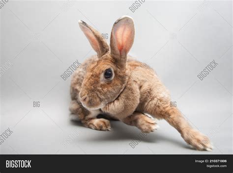 Fast Running Bunny Image & Photo (Free Trial) | Bigstock