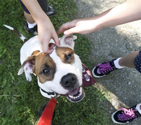 My Dog Won't Stop Yapping: How To Put an End to Endless Barking!