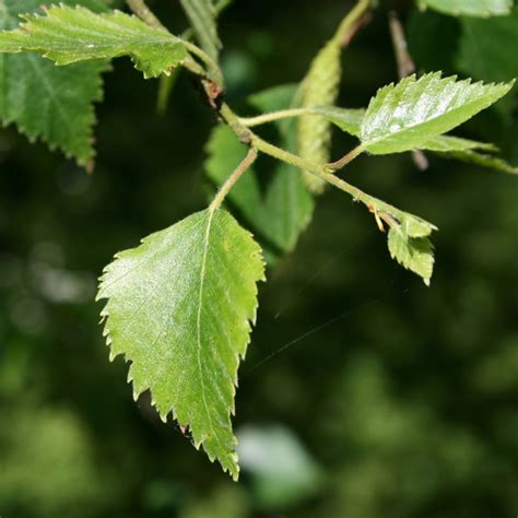 Buy Silver Birch tree online FREE UK DELIVERY + FREE 3 YEAR TREE WARRANTY