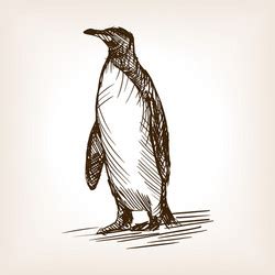 Penguin Sketch Vector Images (over 1,900)