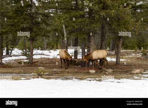 male elk fighting Stock Photo - Alamy