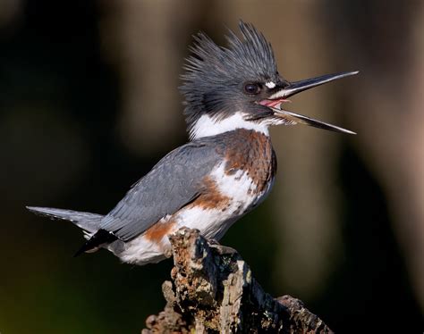 Quest for the Belted Kingfisher