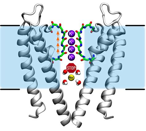 Potassium Ion Channel