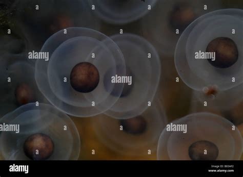 Newt eggs hi-res stock photography and images - Alamy