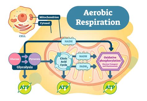 Mitochondria - NADH and ATP production via different pathways - Elizma Lambert