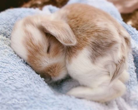 Lovable rabbit | Cute baby bunnies, Sleeping bunny, Cute baby animals