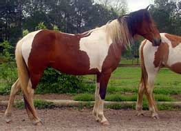 Paso Fino & Spanish Jennet Horses for sale