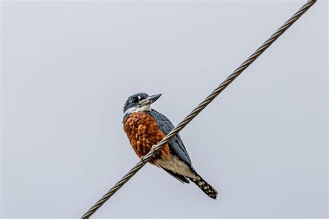 Found sitting in Monterrico, Guatemala, Merlin Bird ID won't find it ...