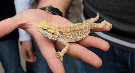 Discover Some of the Best Lizard Pets to Have - Franchise Guide HQ UK