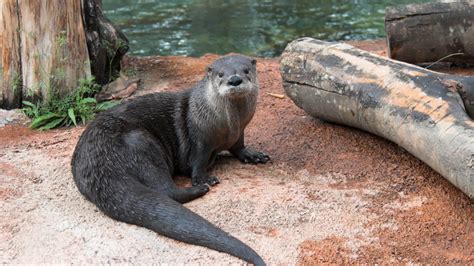 North American River Otter - The Houston Zoo