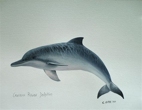 Guiana River Dolphin Painting by Christopher Cox - Pixels