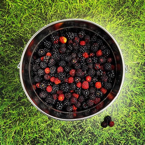 Dewberry Picking | Dewberry, Fruit, Blackberry