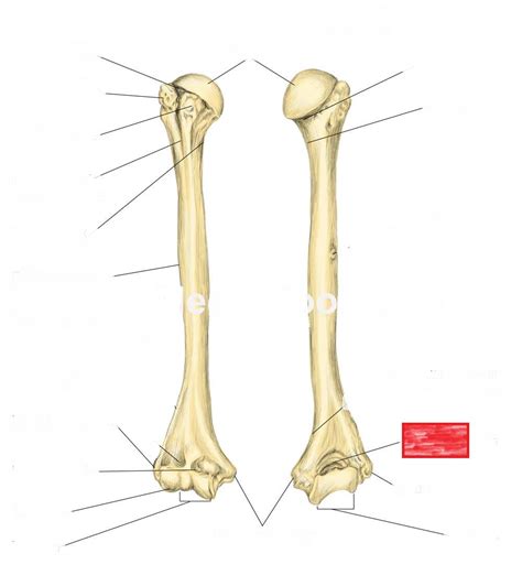 upper limbs - Anatomy And Cell Biology 306 with Dietrich at Concordia College-Moorhead - StudyBlue