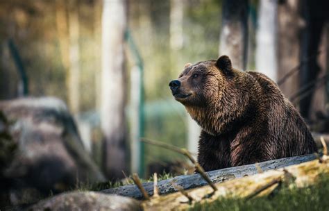 Close-Up Photography of Grizzly Bear · Free Stock Photo