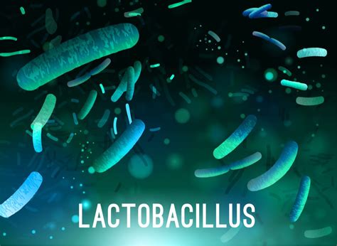 The Benefits of a Lactobacillus Gasseri Probiotic - SMP Nutra