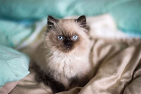 Persian Cat!! Among the beautiful breeds of felines, there is one breed that is cutest of all ...