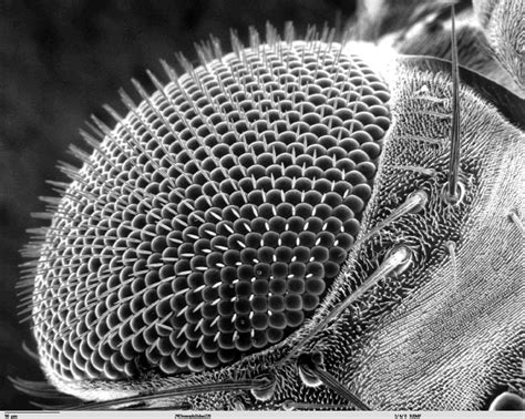 Fly Under Microscope