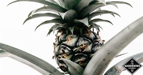 How to Grow a Pineapple Indoors - Gardening Channel