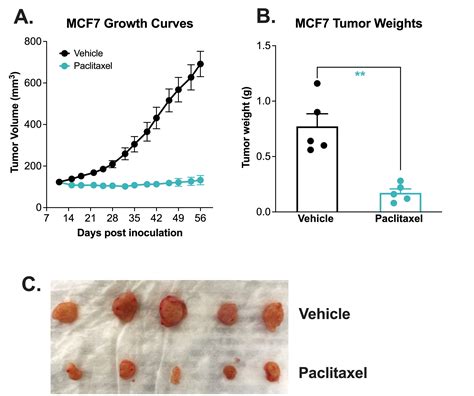 MCF-7 Xenograft Model | Melior Discovery