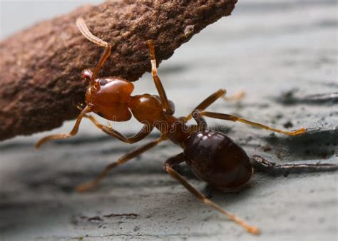 Strong ant stock image. Image of team, hanging, food - 25651839