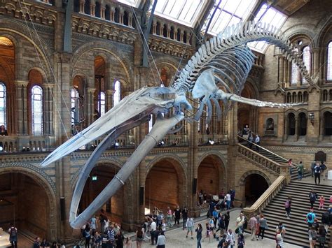 The Blue Whale Skeleton, Natural History Museum, London (3… | Flickr | Whale, Animal skeletons ...