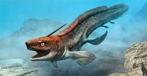 The 10 Craziest Prehistoric Sharks - A-Z Animals