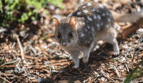 Quolls - Animal Corner