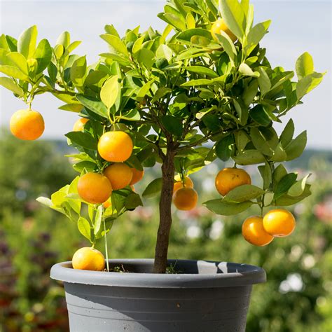 Dwarf Navel Orange Tree for Sale Online | Citrus.com