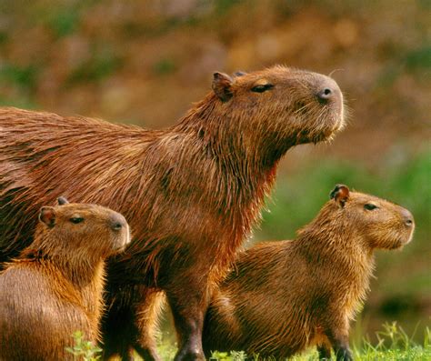 Capybara | NatureRules1 Wiki | Fandom