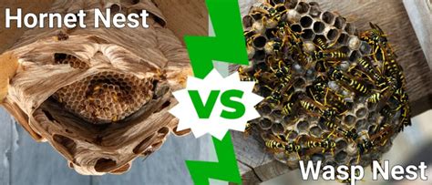 Hornet Nest Vs Wasp Nest: What's The Difference?