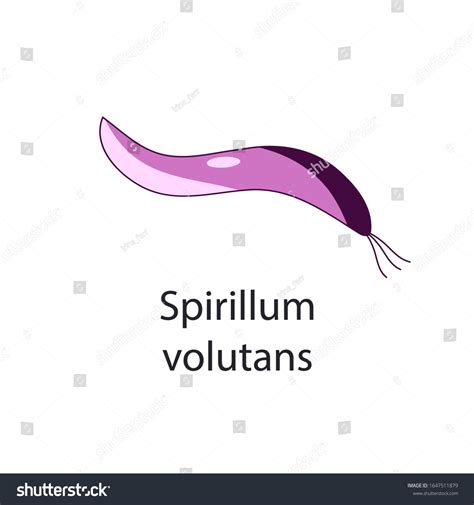 3 Spirillum Volutins Images, Stock Photos, 3D objects, & Vectors | Shutterstock