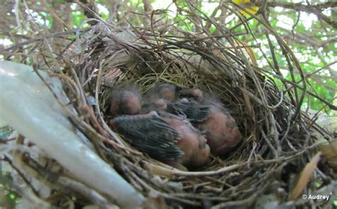 Baby Cardinal - First Few Weeks Of Life, Identification & More