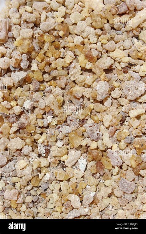 Frankincense tree hi-res stock photography and images - Alamy