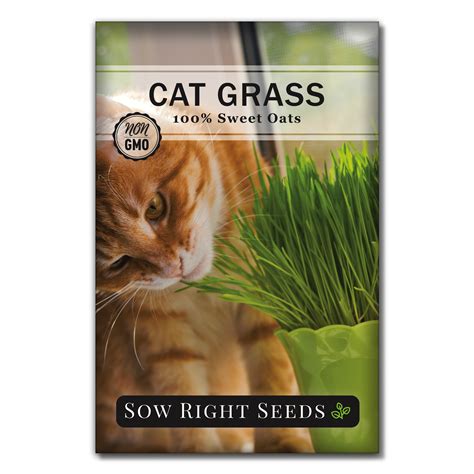 Cat Grass Seeds - Non GMO Heirloom Varieties for Planting - Walmart.com