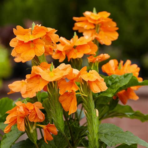 Crossandra Red Plant (Kanakambaram) - Santhi Online Plants Nursery