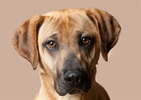 The 20 Hottest Dog Breeds. Mountain Cur | Dog breed info, Mountain cur dog, Dog breeds