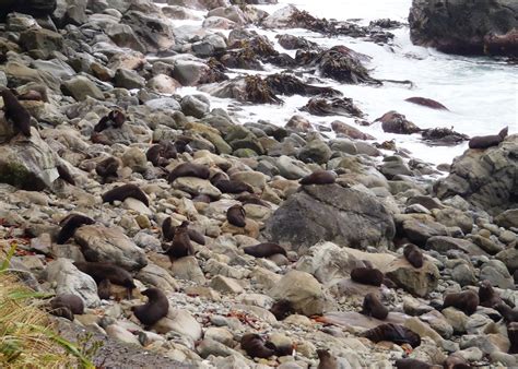 Crafty Traveller: Ohau Seal Colony - Kaikoura