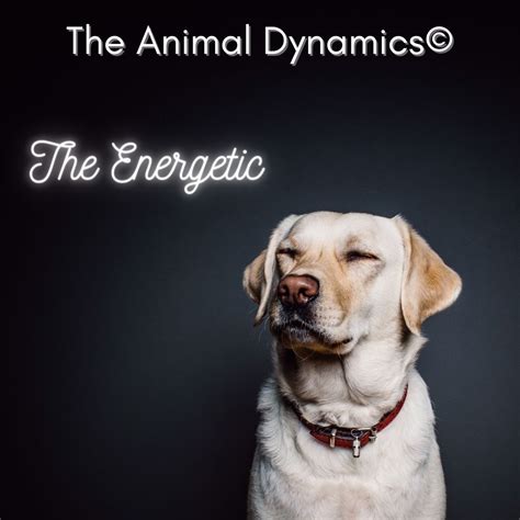 The Animal Dynamics@ ~ Episode Two ~ The Energetic | Coryelle Kramer ~ Animal Communicator ...