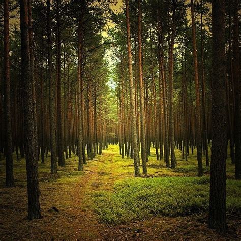 Poland | Forest adventure, Places to go, Travel beauty