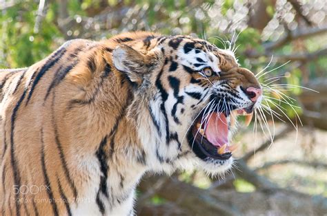 Photograph Tiger Roar by Matt Ellis on 500px