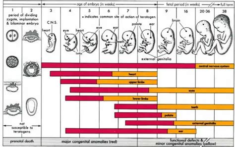 Week By Week Fetal Development Chart