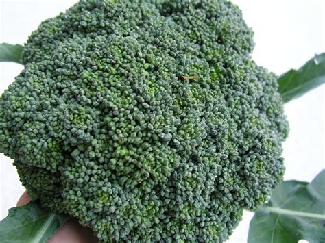 Calabrese Green Sprouting Broccoli - Growin Crazy Acres