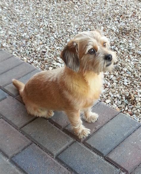 Sophie the Shih Tzu, Dachshund Mix - DogPerDay