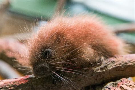 Prehensile-Tailed Porcupine Born at the Smithsonian’s National Zoo | Smithsonian Institution