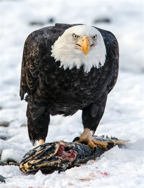 El Águila Calva o Águila Americana