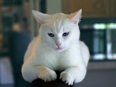 White Cat · Free Stock Photo