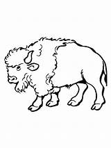 Bison coloring Pages  SeaColoring sketch template