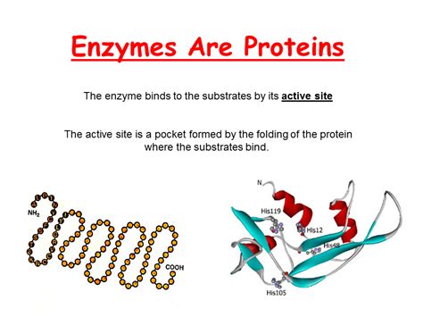 Enzymes- What are they - Presentation Biology